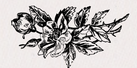 Najwa Burdick-Yahya, LEP #4666